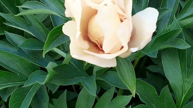 CANARY BRILLIANTS пион ито - гибрид смотреть онлайн