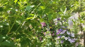 Клематис дженни