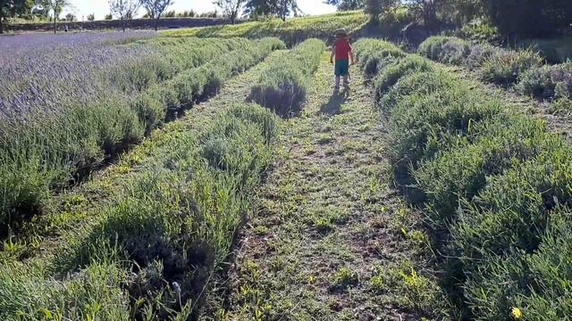 Лавандовые поля в Итальянских Аппенинах смотреть онлайн