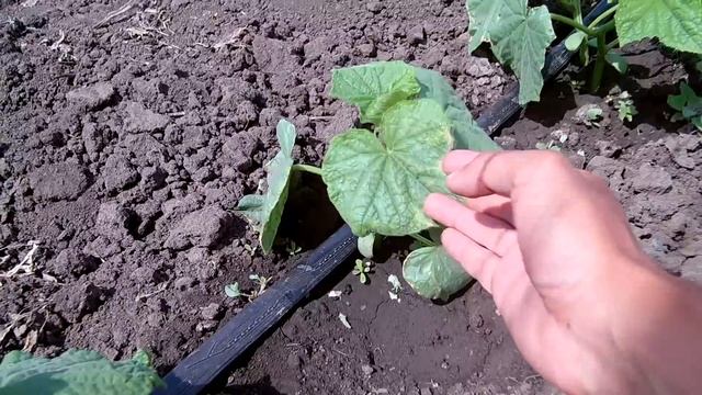 Технология выращивания огурцов в открытом грунте / Как заработать на выращивании огурцов (начало) смотреть онлайн