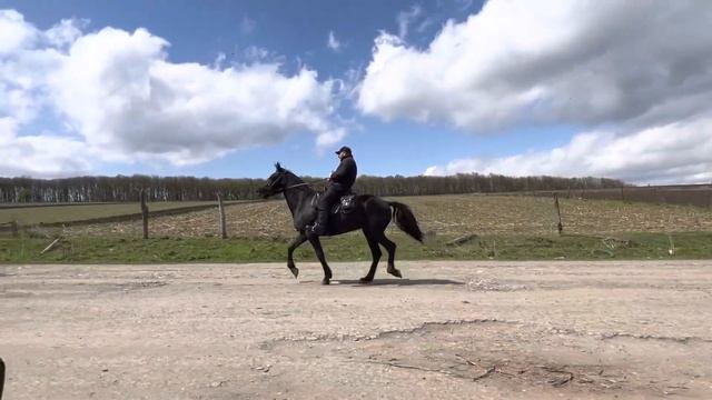 Продажа жеребец иноходец. смотреть онлайн