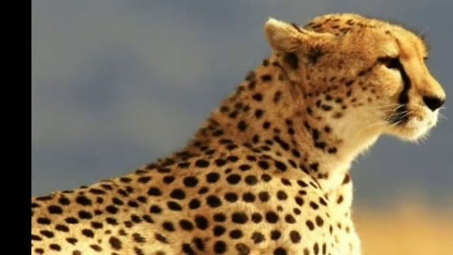 ВОЛК ПРОТИВ ГЕПАРДА(БАТЛ ДВУХ ХИЩНИКОВ) смотреть онлайн