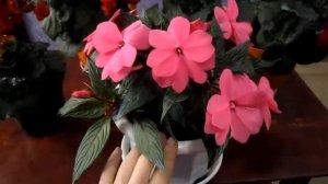 БАЛЬЗАМИН НОВОГВИНЕЙСКИЙ. Как размножить и ухаживать. Balsam new guinea