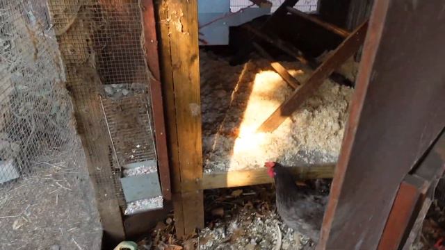 3 Tips to GET MORE EGGS From Your Chickens смотреть онлайн