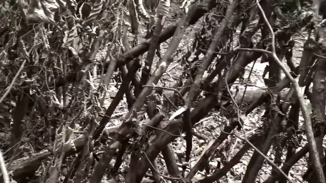 Сталк "ВОЗРОЖДЕНИЕ" смотреть онлайн
