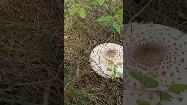 Впервые собираю грибы зонты смотреть онлайн