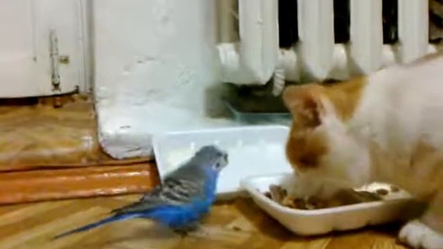 кот и попугай рыбу едят смотреть онлайн