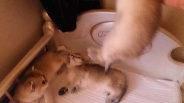 укладываю спать британских котят) смотреть онлайн