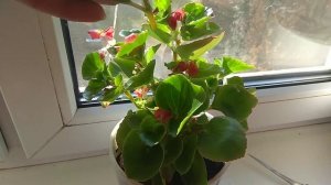 БЕГОНИЯ ВЕЧНОЦВЕТУЩАЯ  УХОД ПОЛИВ РАЗМНОЖЕНИЕ,  ФОРМИРОВАНИЕ КРОНЫ