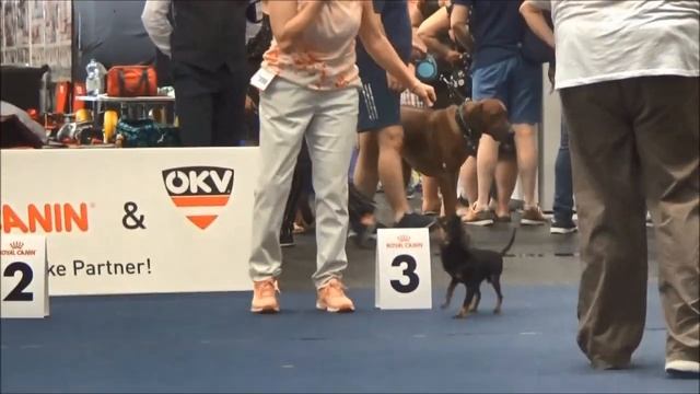 Чемпионат Европы 2019 Русский той длинношерстный смотреть онлайн