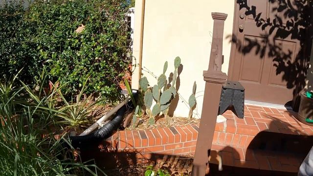 Florida Organic Edible / Tropical Garden Food Forest Tour | February Zone 10a смотреть онлайн