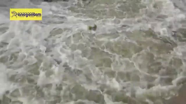лосось катамараны смотреть онлайн