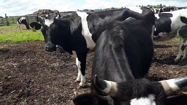 Пастбище VS Беспривязное содержание КРС. Молочная порода КРС. смотреть онлайн