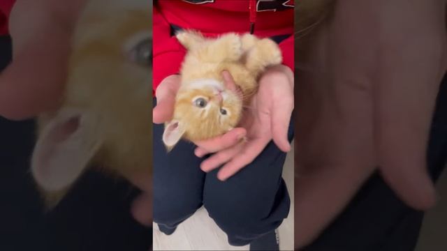 Еще одна игра для котят смотреть онлайн