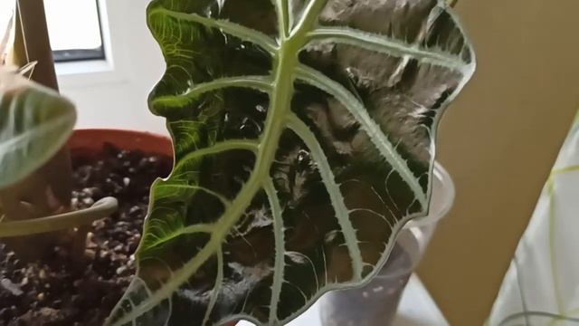 Возрождение старой алоказии, и молодая выросла/The revival of the old alocasia from the top piece смотреть онлайн