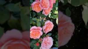 Роза Аптаун Гёл