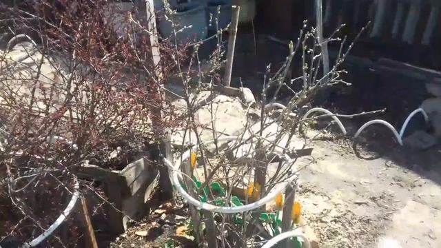 небольшой обзор огорода,хризантемы и дереза,поговорим и посмотрим смотреть онлайн