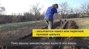 Посадка картофеля