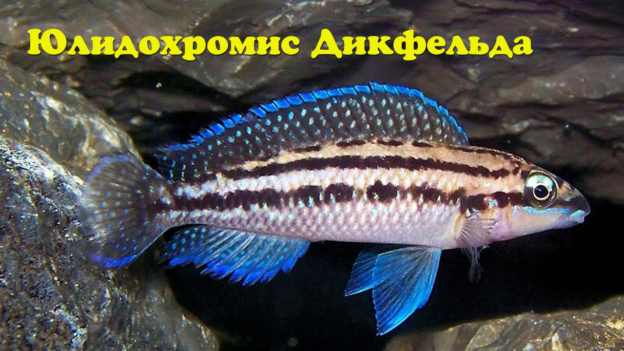 Юлидохромис Дикфельда - Julidochromis Dickfeldi