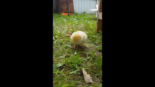 Цыплёнок и Червяк смотреть онлайн