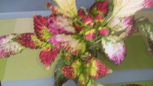 SOLAR SHADOW COLEUS  (СОУЛЭ ШЭДОУ)  КОЛЕУС АВАТАР