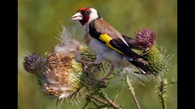 Jilguero real canto limpio ,chant chardonneret royal حسون خالي من الأخطاء смотреть онлайн