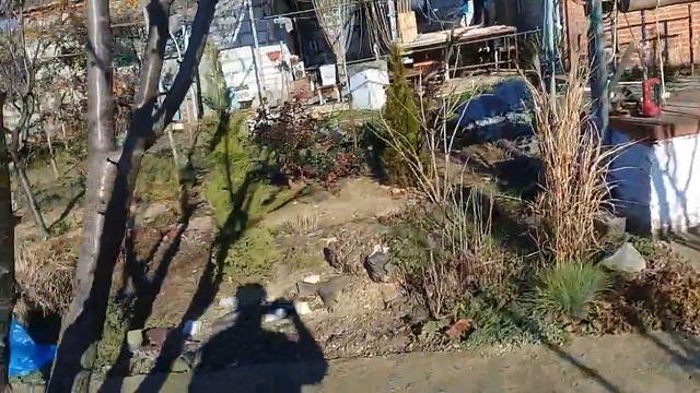 Розы в декабре ещё цветут на юге. смотреть онлайн