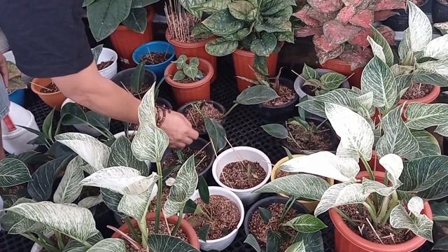 QUESTION & ANSWER PROPAGASI PHILODENDRON BIRKIN смотреть онлайн