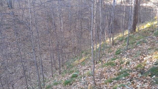 Осина мужская, роща. Небольшой обзор. смотреть онлайн