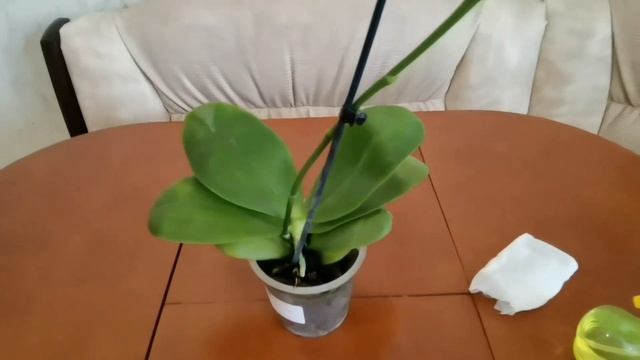 Ароматная орхидея Фаленопсис ?Лиодоро? Покупка, содержание и уход. смотреть онлайн