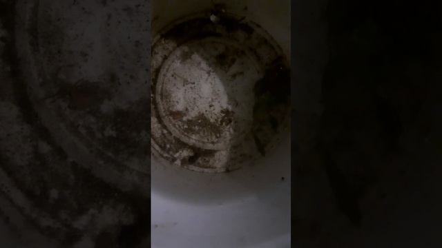 водяной клоп гладыш напал на Эноплогната овальная смотреть онлайн