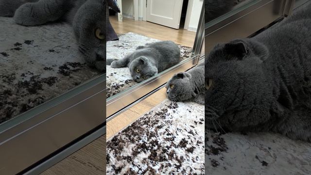 Шотландская вислоухая кошка Риана 20.12.2023. смотреть онлайн