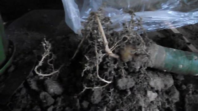 Как спасти опунции? смотреть онлайн