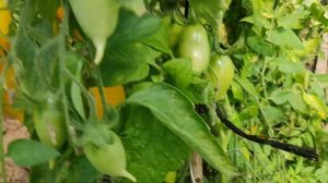 Томаты сорт цыпочка. Сусанино 31.08.23.