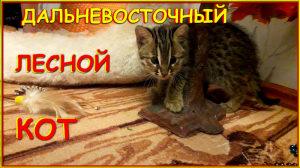 ДАЛЬНЕВОСТОЧНЫЙ КОТ ДОМА. день 1