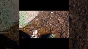 Где золото в Ленинградской области?