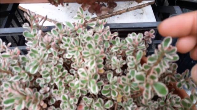 Sedum spurium "john creech" смотреть онлайн