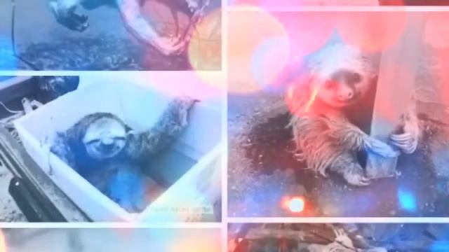 Мокрый ленивец 😁😁😎😎