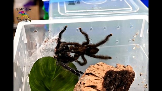 Avicularia purpurea tarantula breeding смотреть онлайн
