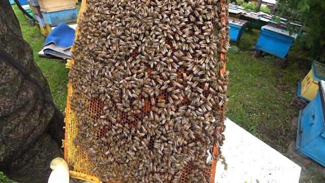 МАТКОВОДСТВО, ФОРМИРОВАНИЕ СЕМЬИ ВОСПИТАТЕЛЬНИЦЫ, ПРИЁМ ЛИЧИНОК, СТАРТЁР В СЕМЬЮ смотреть онлайн