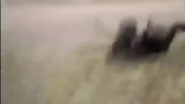 Драка котов. Смотреть всем. смотреть онлайн