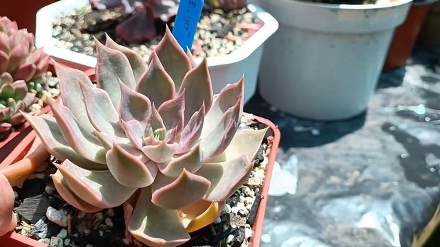 ECHEVERIA GIGANTEA sistema radicular nuevo #trasplante #echeveria смотреть онлайн