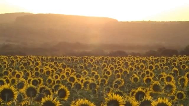 Почему мы любим Кубань? Восход солнца в станице Гостагаевской среди подсолнухов /Купили #домнаЮге смотреть онлайн