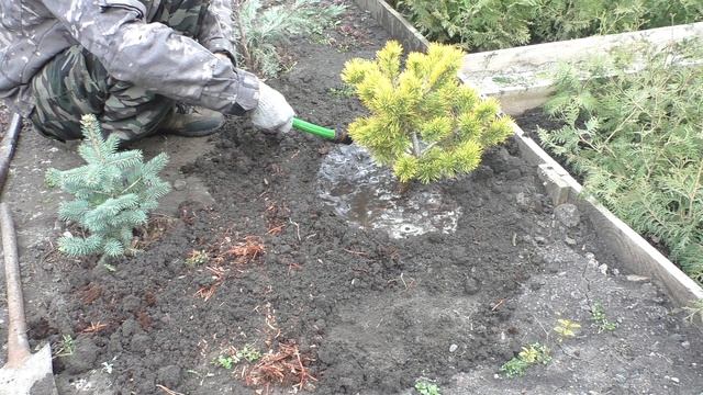 Посадка сосны горной, карликовой, жёлтой из контейнера в грунт на постоянное место роста! смотреть онлайн