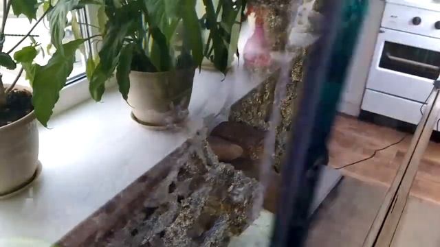 малавийские цихлиды как выловить из аквариума смотреть онлайн