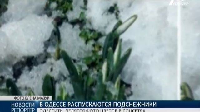 В Одессе распускаются подснежники смотреть онлайн