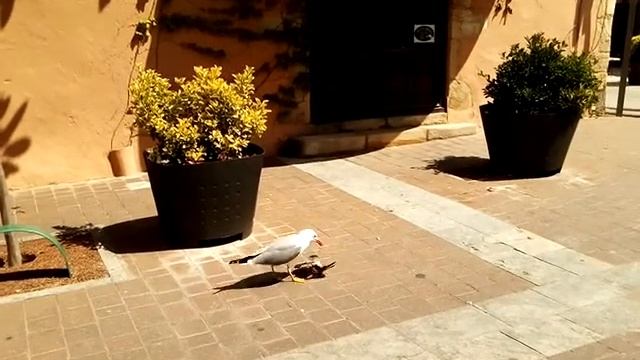 Gaviota ASESINA comе palomo.Palafrugell.2018.Чайка-убийца ест голубя.Палафружель.Испания.Каталония смотреть онлайн