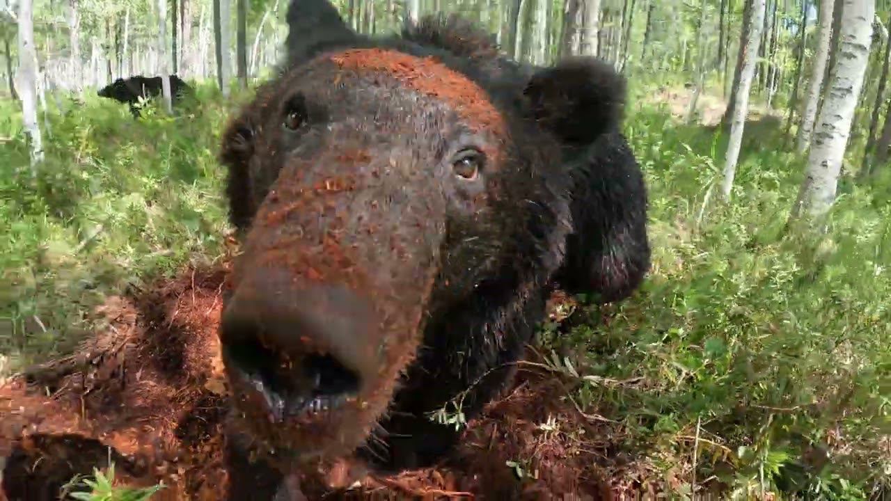 Дуськины раскопки. смотреть онлайн