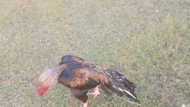 Long tail java Aseel fhaitor 16 months смотреть онлайн