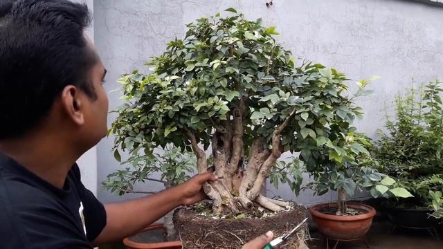 How to repot and pruning bonsai murraya paniculata tree смотреть онлайн